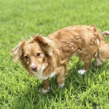 King Midas -  Chihuahua and Dachshund Dog for Adoption in Las Vegas, Nevada - King Midas | PetCurious