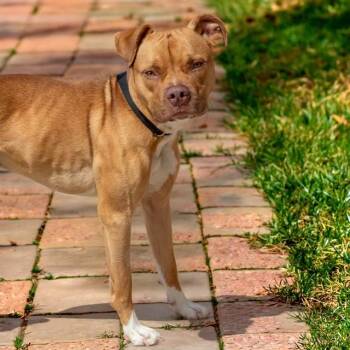 JOSHUA TREE -  Pit Bull Terrier and Mixed Breed Dog Available for Adoption in St. Louis, Missouri - JOSHUA TREE | PetCurious