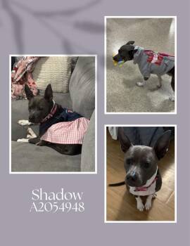 SHADOW -  Staffordshire Bull Terrier and Mixed Breed Dog for Adoption in Houston, Texas - SHADOW | PetCurious