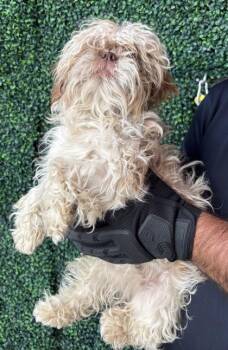 Shih Tzu and Mixed Breed Dogs Available for Adoption in El Paso, Texas - 60962071 | PetCurious