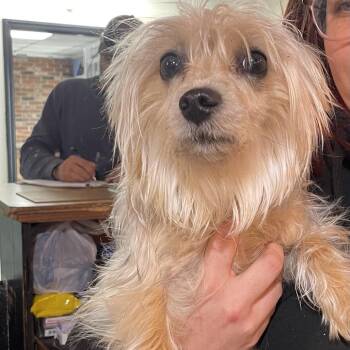 Yorkshire Terrier and Mixed Breed Dogs Available for Adoption - Nushi | PetCurious