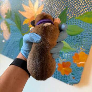 Shepherd and Labrador Retriever Dogs Available for Adoption in Austin, Texas - Gemini | PetCurious