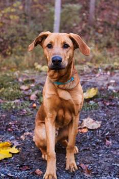 Rescue Golden Retriever and Hound Dogs for Adoption in Grafton, West Virginia - Champ | PetCurious