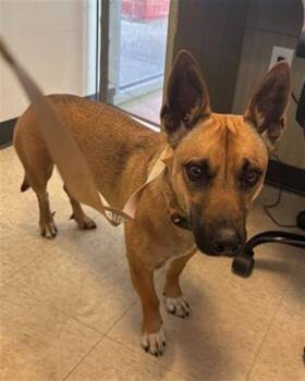 Finn A220293 -  German Shepherd Dog Dog for Adoption in Plano, Texas - Finn A220293 | PetCurious