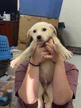 ERNIE -  Siberian Husky and Mixed Breed Dog for Adoption in Pasadena, Texas - ERNIE | PetCurious