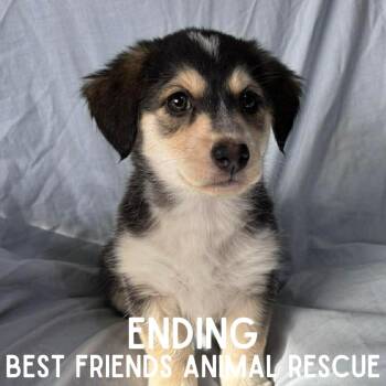 Beagle Dogs Available for Adoption - Ending | PetCurious