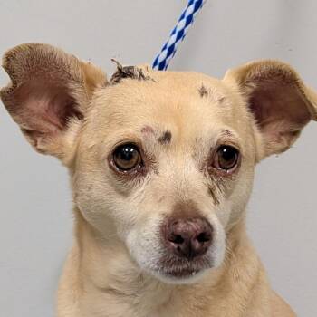 Ralphie -  Chihuahua and Mixed Breed Dog for Adoption in Greenville, South Carolina - Ralphie | PetCurious