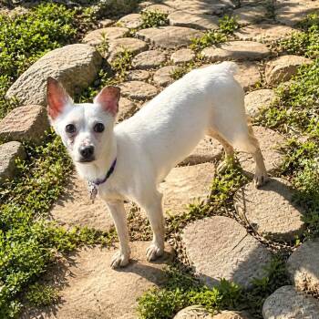 Chihuahua Dogs Available for Adoption in Boerne, Texas - Babette | PetCurious