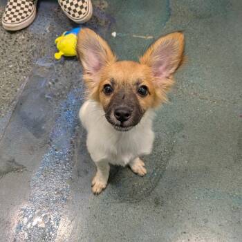 Fig Netwon -  Spaniel Dog for Adoption in Chico, California - Fig Netwon | PetCurious