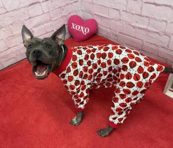 Mixed Breed and American Bully Dogs Available for Adoption in Pleasant Ridge, Michigan - Giddy | PetCurious