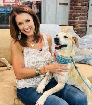 Labrador Retriever and Mixed Breed Dogs Available for Adoption in Seneca, South Carolina - Cindy HW (+) | PetCurious