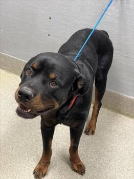 Rescue Rottweiler Dogs for Adoption in Las Vegas, Nevada - CINDER BLOCK | PetCurious