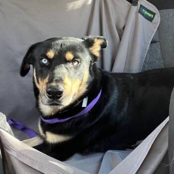 Boombah -  Shepherd Dog for Adoption in Lakeside, California - Boombah | PetCurious