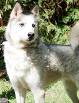 Rescue Husky Dogs for Adoption in Troy, Alabama - Mio | PetCurious