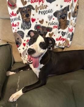 Nala -  Terrier and Bulldog Dog for Adoption in Homestead, Florida - Nala | PetCurious