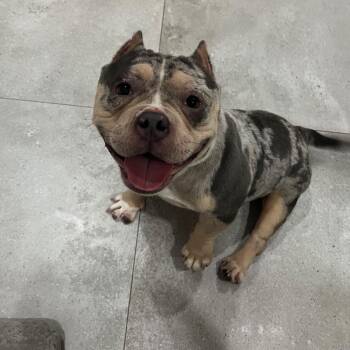 Jesse -  English Bulldog and Mixed Breed Dog for Adoption in Sunrise, Florida - Jesse | PetCurious