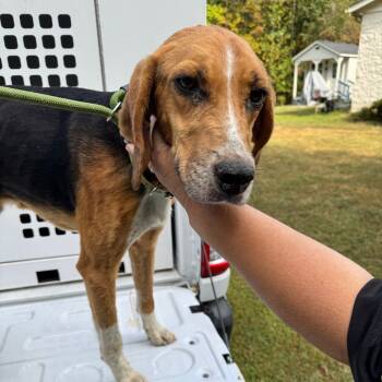 Rescue Hound Dogs for Adoption in Troy, Virginia - Mystic | PetCurious