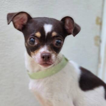Lola - Costa Mesa Location -  Chihuahua Dog for Adoption in Chino Hills, California - Lola - Costa Mesa Location | PetCurious