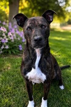 Sonny -  Labrador Retriever Dog for Adoption in Chattanooga, Tennessee - Sonny | PetCurious