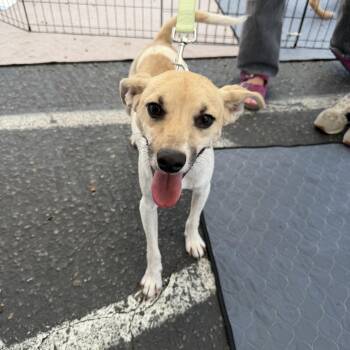 Barry -  Jack Russell Terrier Dog for Adoption in San Diego, California - Barry | PetCurious