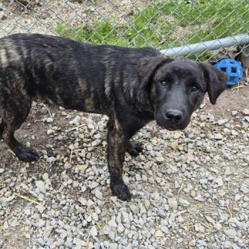Labrador Retriever and Shepherd Dogs Available for Adoption in Richmond Hill, Ontario - Dixie | PetCurious