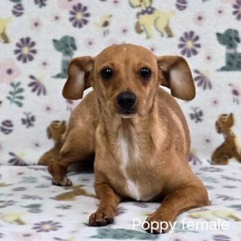 POPPY -  Dachshund and Chihuahua Dog for Adoption in Holton, Kansas - POPPY | PetCurious