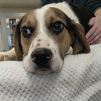 Beagle Dogs Available for Adoption - Bingo | PetCurious