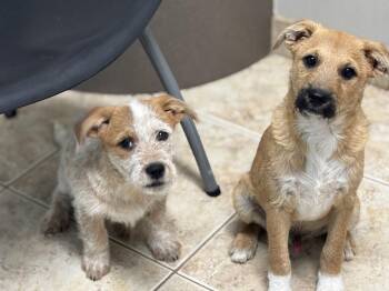 Mixed Breed and Terrier Dogs Available for Adoption in Brookshire, Texas - Briggs | PetCurious