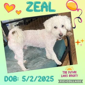 Miniature Poodle Dogs Available for Adoption - Zeal | PetCurious