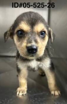 Garrett -  Mixed Breed Dog for Adoption in Largo, Florida - Garrett | PetCurious