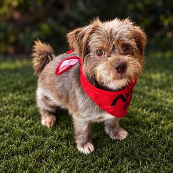 Red - Little Man, BIG Personality -  Shih Tzu and Yorkshire Terrier Dog for Adoption in Sugar Land, Texas - Red - Little Man, BIG Personality | PetCurious