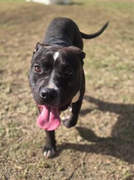 Pit Bull Terrier Dogs Available for Adoption - NASH | PetCurious