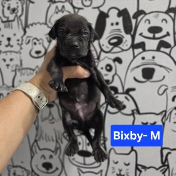 Bixby -  Labrador Retriever and Mixed Breed Dog for Adoption in Griswold, Connecticut - Bixby | PetCurious
