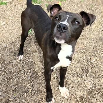 Pit Bull Terrier Dogs Available for Adoption in Michigan City, Indiana - Walter | PetCurious