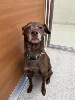 Rescue Labrador Retriever Dogs for Adoption in Brentwood, Missouri - RICKY LEIGH | PetCurious