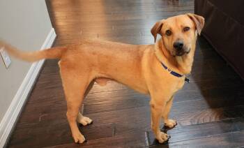 Rescue Black Mouth Cur Dogs for Adoption in Houston, Texas - BUTTERS | PetCurious