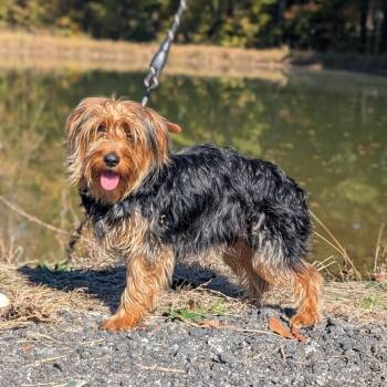 Rescue Yorkshire Terrier and Mixed Breed Dogs for Adoption in Tyrone, Georgia - Zoolander 11-0605 | PetCurious