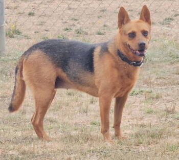 Rescue Australian Cattle Dog Blue Heeler and Shepherd Dogs for Adoption in Santa Rosa, California - Daisy | PetCurious