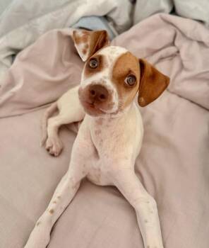 Beagle Dogs Available for Adoption in Carolina, Carolina - Louie - The Lover Boy | PetCurious