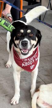 Orla -  Border Collie Dog for Adoption in Charlotte, North Carolina - Orla | PetCurious