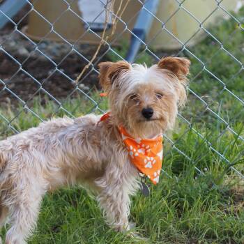 Rabbit -  Yorkshire Terrier Dog for Adoption in Buena Vista, Colorado - Rabbit | PetCurious