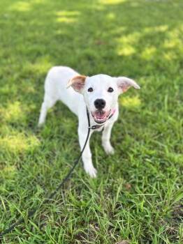 Elaina -  Labrador Retriever and Hound Dog for Adoption in Aiken, South Carolina - Elaina | PetCurious