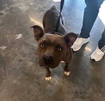 Dory -  Pit Bull Terrier Dog Available for Adoption in Gautier, Mississippi - Dory | PetCurious