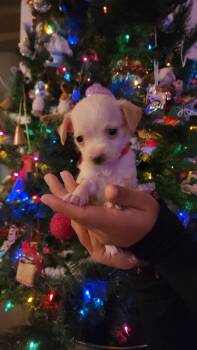 Rescue Chihuahua and Schnauzer Dogs for Adoption in Los Angeles, California - Blossom | PetCurious