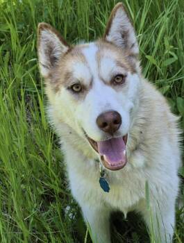 Rescue Siberian Husky Dogs for Adoption in Pasco, Washington - Jenna | PetCurious
