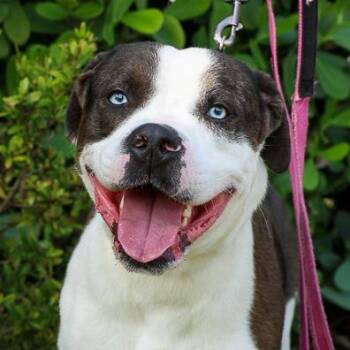 Pit Bull Terrier and Mixed Breed Dogs Available for Adoption in Bradenton, Florida - Talon | PetCurious