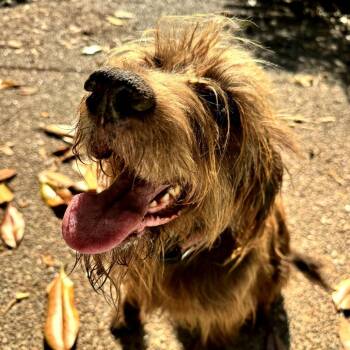 Pointer Dogs Available for Adoption in New Orleans, Louisiana - Annie | PetCurious