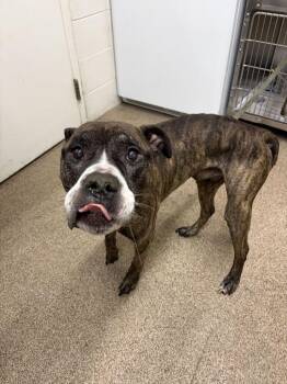 Bowtie -  American Staffordshire Terrier and Mixed Breed Dog for Adoption in Fruit Heights, Utah - Bowtie | PetCurious