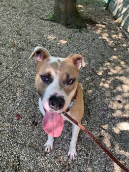 Rescue American Staffordshire Terrier and Mastiff Dogs for Adoption in Fennville, Michigan - Ava | PetCurious