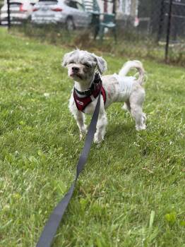 Shih Tzu Dogs Available for Adoption in Harrison, New York - Yeezi | PetCurious